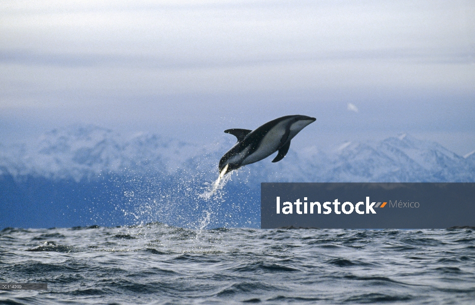 Delfín oscuro (Lagenorhynchus obscurus) salto, Nueva Zelanda