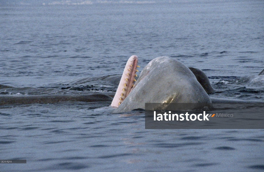 Cachalote (Physeter macrocephalus) mostrando los dientes, Nueva Zelanda