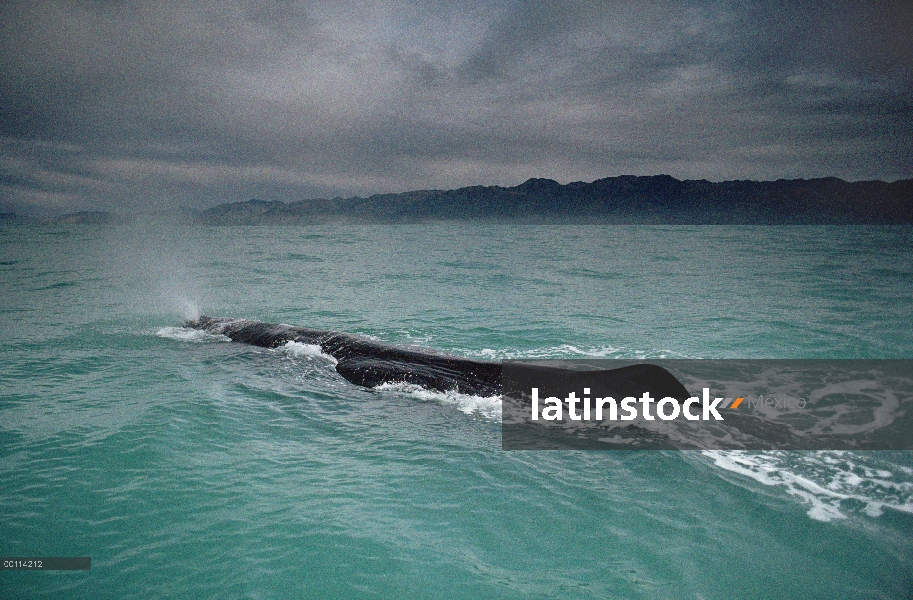 Cachalote (Physeter macrocephalus) superficie, Nueva Zelanda