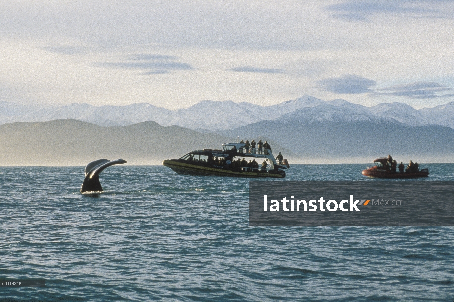 Cachalote (Physeter macrocephalus) fluke y turistas viendo desde barco, Nueva Zelanda