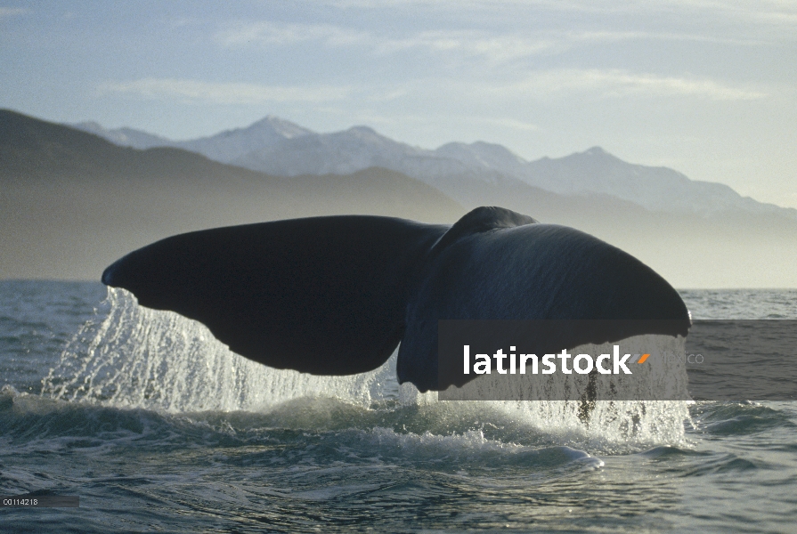 Cola de cachalote (Physeter macrocephalus), Nueva Zelanda