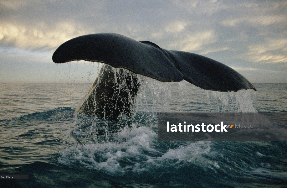 Cola de cachalote (Physeter macrocephalus), Nueva Zelanda