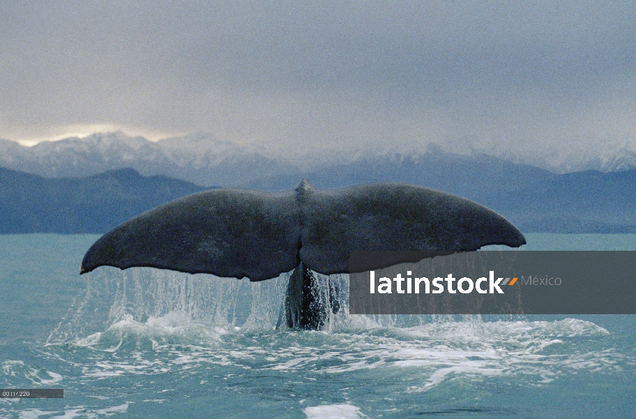 Cola de cachalote (Physeter macrocephalus), Nueva Zelanda