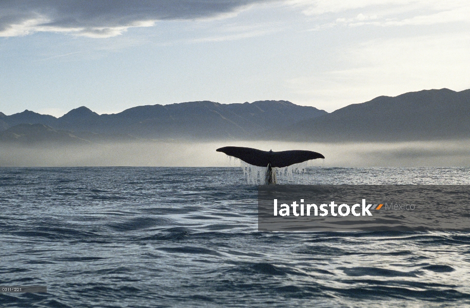 Cola de cachalote (Physeter macrocephalus), Nueva Zelanda