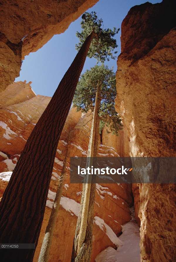 Abeto de Douglas (Pseudotsuga menziesii) par alcanzar hacia el cielo, Parque Nacional Bryce Canyon, 