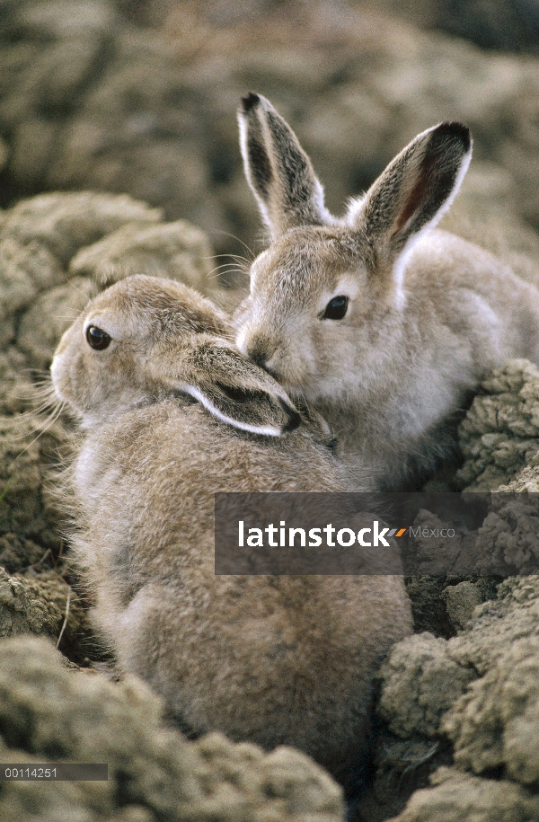 Bebés de Ártico liebres (Lepus arcticus) camuflados en tundra, isla de Ellesmere, Nunavut, Canadá