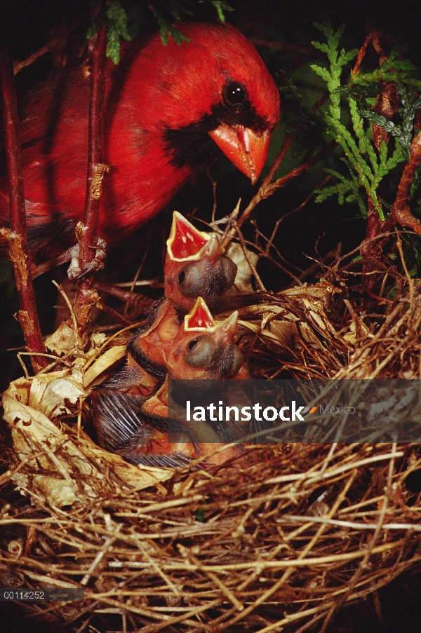 Norte macho de cardenal (Cardinalis cardinalis), alimentación de jóvenes en el nido, Minnesota