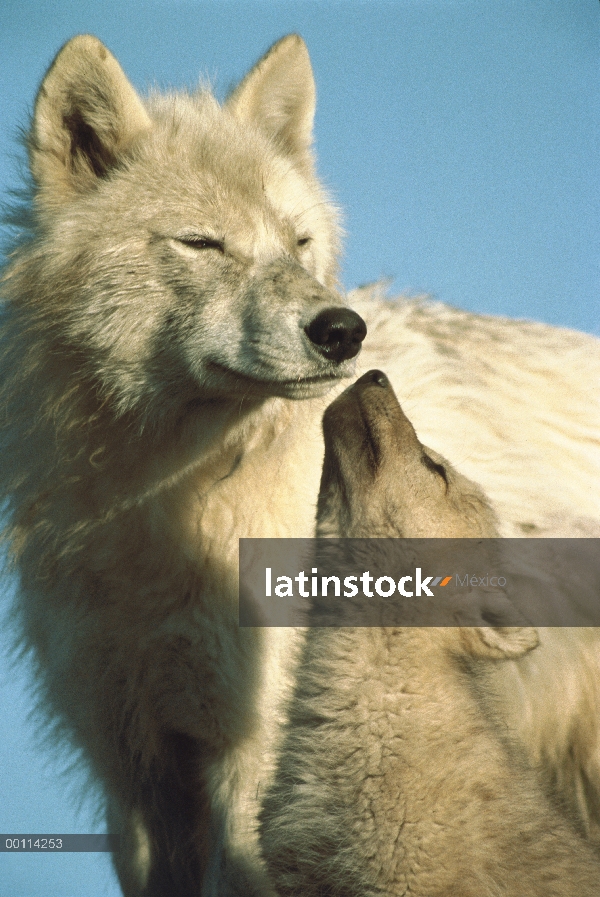 Lobo Ártico (Canis lupus) con petición pup, isla de Ellesmere, Nunavut, Canadá