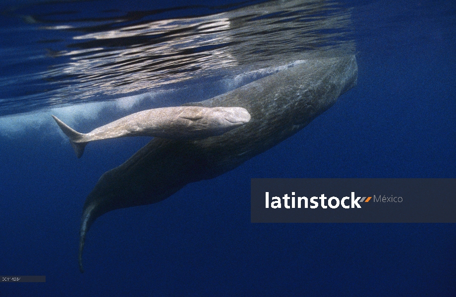 Cachalote (Physeter macrocephalus) madre y albino bebé nadando, Portugal