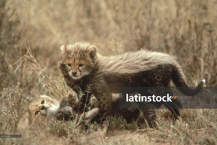 Dos cachorros de guepardo (Acinonyx jubatus) jugando, Serengeti, Tanzania