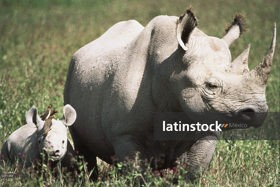 Rinoceronte blanco (simum de Ceratotherium) madre y el bebé con pico rojo Oxpeckers (Buphagus erythr