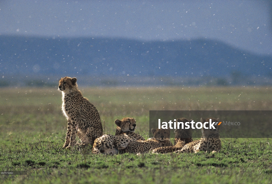 Guepardo (Acinonyx jubatus) madre y cachorros en llano, rodeado de insectos, Parque Nacional del Ser