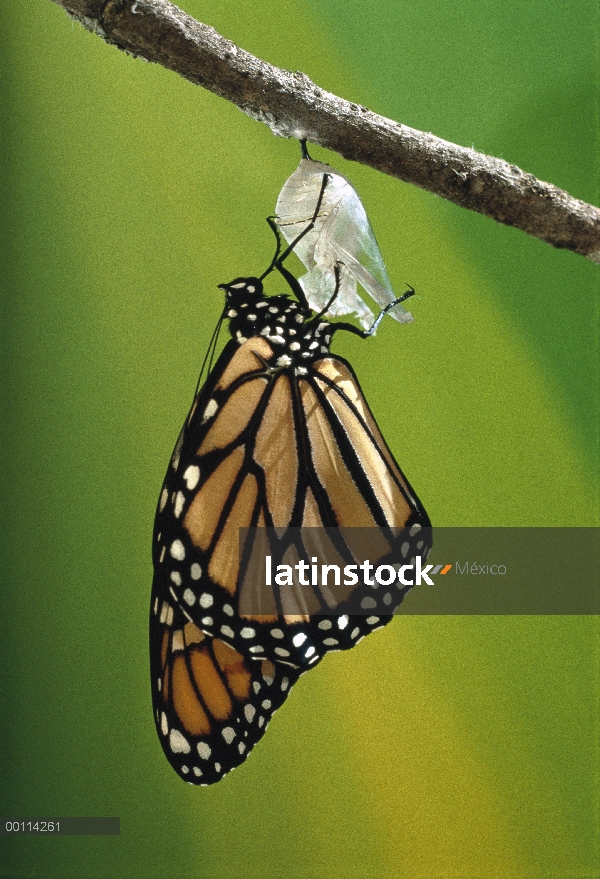 Mariposa monarca (Danaus plexippus) salen de un capullo, Minnesota