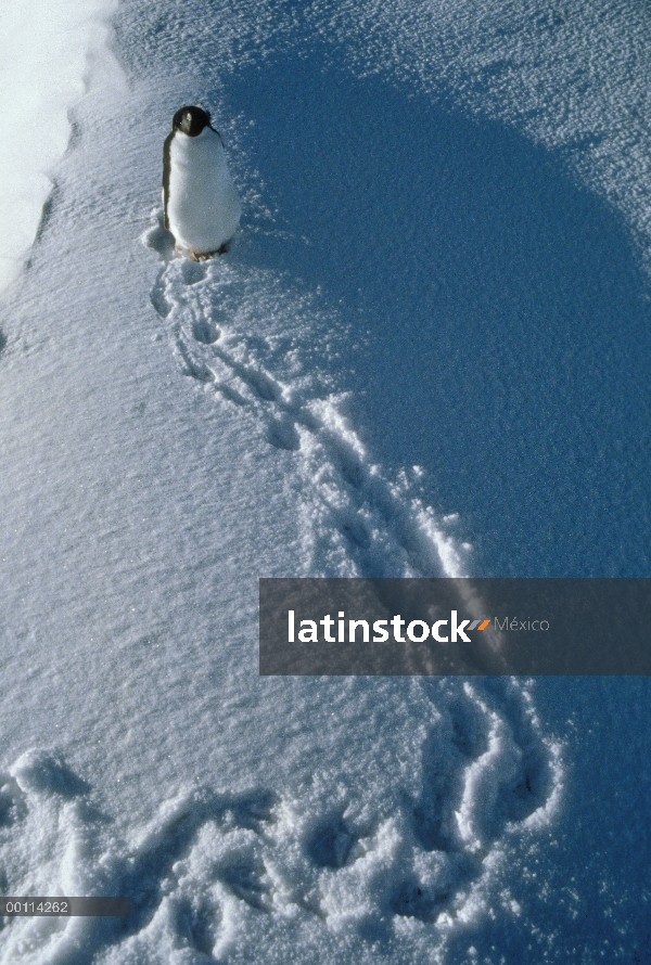 Pingüino de Adelia (Pygoscelis adeliae) en nieve, Antártida