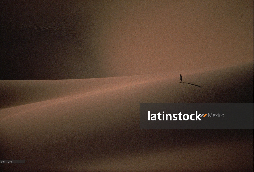 Gris Garza (Ardea cinerea) en la duna de arena, desierto de Namib, Namibia