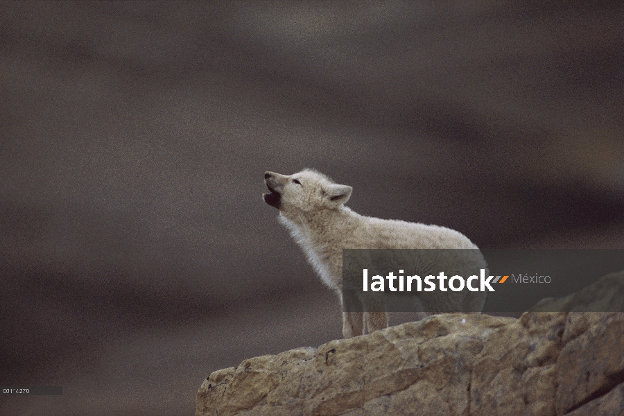 Cachorro de lobo Ártico (Canis lupus) grito, isla de Ellesmere, Nunavut, Canadá