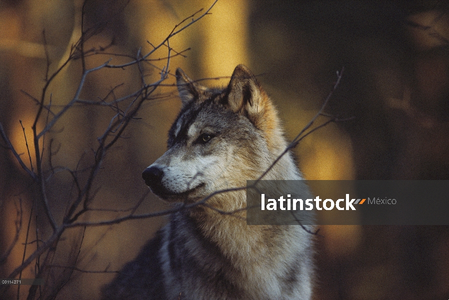 Lobo (Canis lupus) en el bosque otoñal, Minnesota