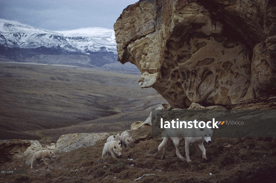 Macho juvenil de lobo Ártico (Canis lupus) canguro PUP, isla de Ellesmere, Nunavut, Canadá