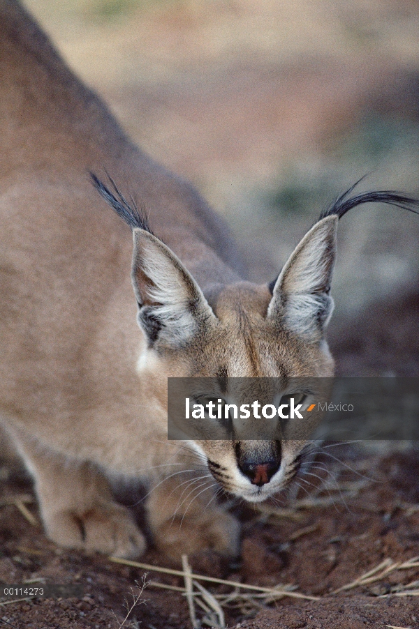 Retrato de Caracal (caracal Caracal), Namibia