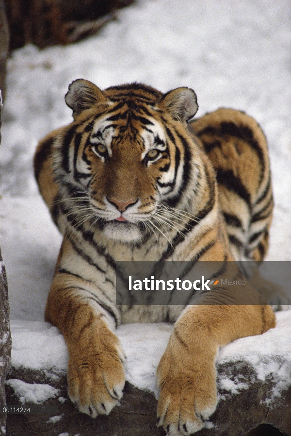 Retrato de tigre (Panthera tigris altaica) de Siberia, Asia