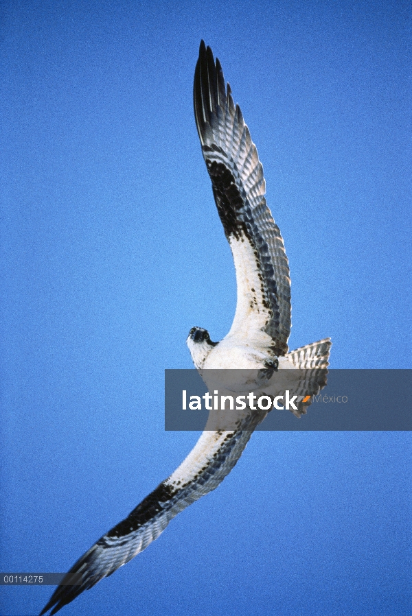 Águila pescadora (Pandion haliaetus) volando, América del norte