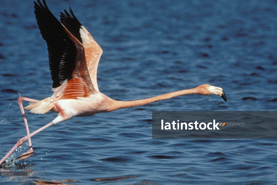 Flamenco (Phoenicopterus ruber) sacar del agua, África