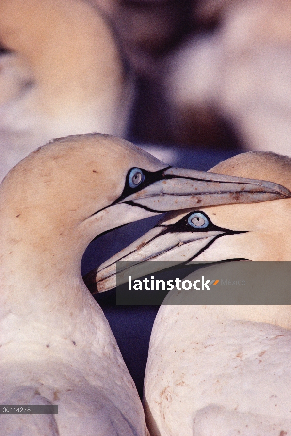 Pareja de Alcatraz del cabo (capensis de Morus) cortejar, Namibia