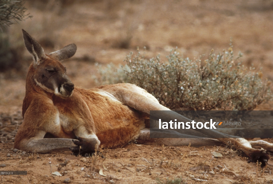 Hombre de canguro rojo (Macropus rufus) descansar, Australia