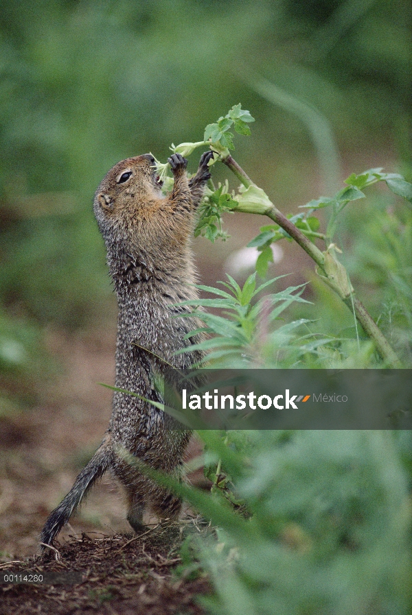 Ardilla de tierra del Ártico (parryii de Spermophilus) alimentándose de la planta, Alaska