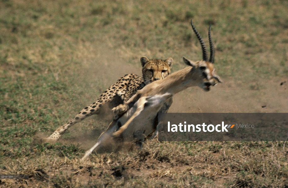 Guepardo (Acinonyx jubatus) persiguiendo a Grant de gacela (Nanger granti), Serengeti, Tanzania