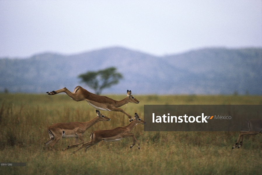 Trío de Impala (Aepyceros melampus) corriendo y saltando, Serengeti