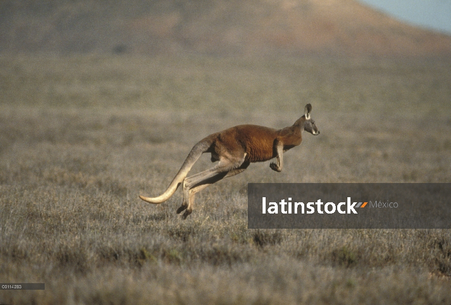 Hombre de canguro rojo (Macropus rufus), hopping, Australia