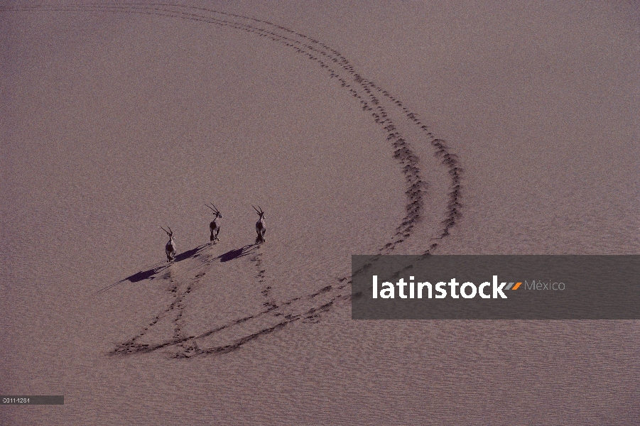 Trío de Gemsbok (Oryx gazella) en dunas de arena, desierto de Namib, Namibia