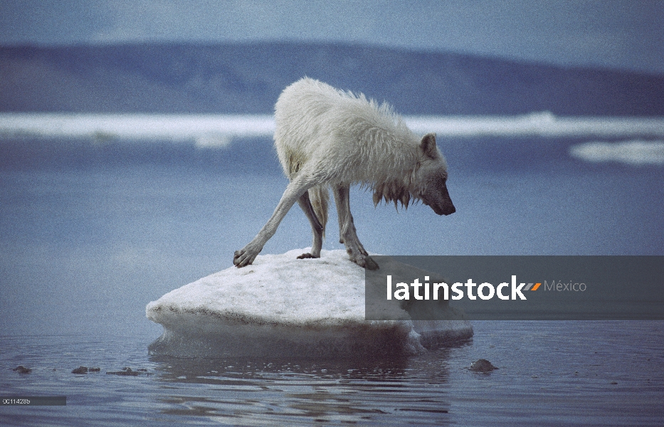 Lobo Ártico (Canis lupus) en témpano de hielo, isla de Ellesmere, Nunavut, Canadá