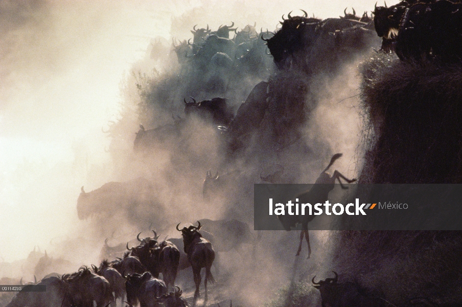 Wildebeest azul (taurinus de Connochaetes) manada de precipicio descendente durante la migración, Se