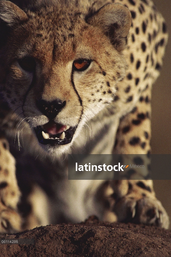 Retrato de guepardo (Acinonyx jubatus), Serengeti, Tanzania