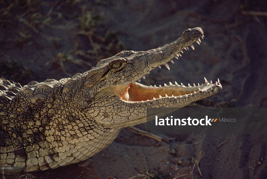 Cocodrilo del Nilo (Crocodylus niloticus), termorregulación, franja de Caprivi, Namibia