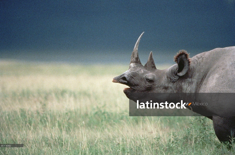 Rinoceronte negro (Diceros bicornis) en hierba alta, cráter del Ngorongoro, Tanzania