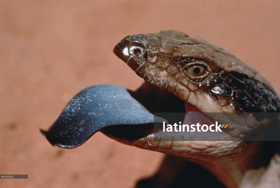 Este Skink de lengua azul (Tiliqua scincoides) mostrando la lengua, Australia