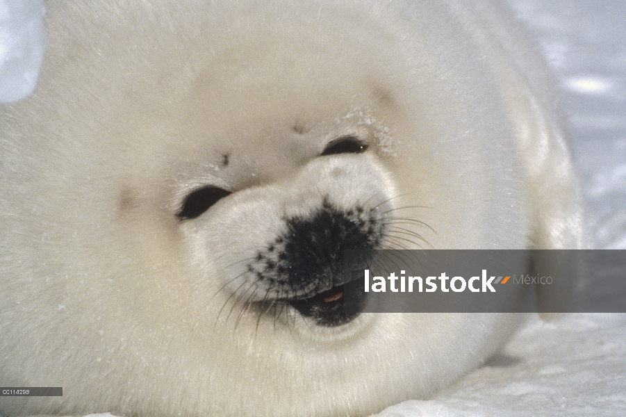 Sello de arpa (Phoca groenlandicus) cachorro retrato, Golfo de San Lorenzo, Canadá