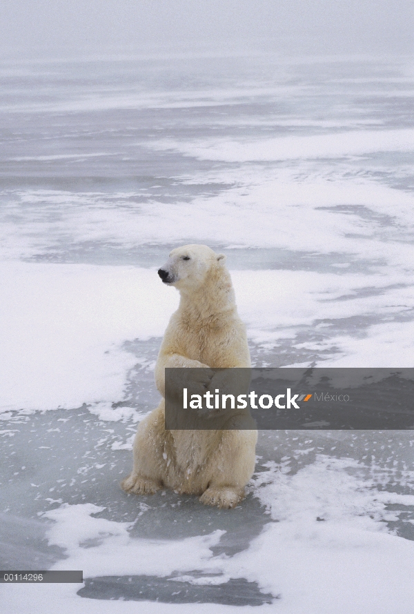 Oso polar (maritimus de Ursus) en campo de hielo, Churchill, Manitoba, Canadá