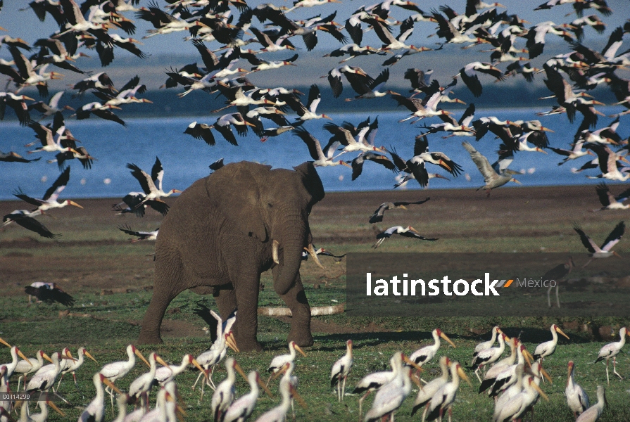 Elefante africano (Loxodonta africana) y una bandada de cigüeñas de pico amarillo (Mycteria ibis), P