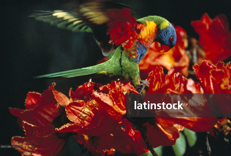 Loro arco iris (Trichoglossus haematodus) alimentándose de flores rojas, Australia