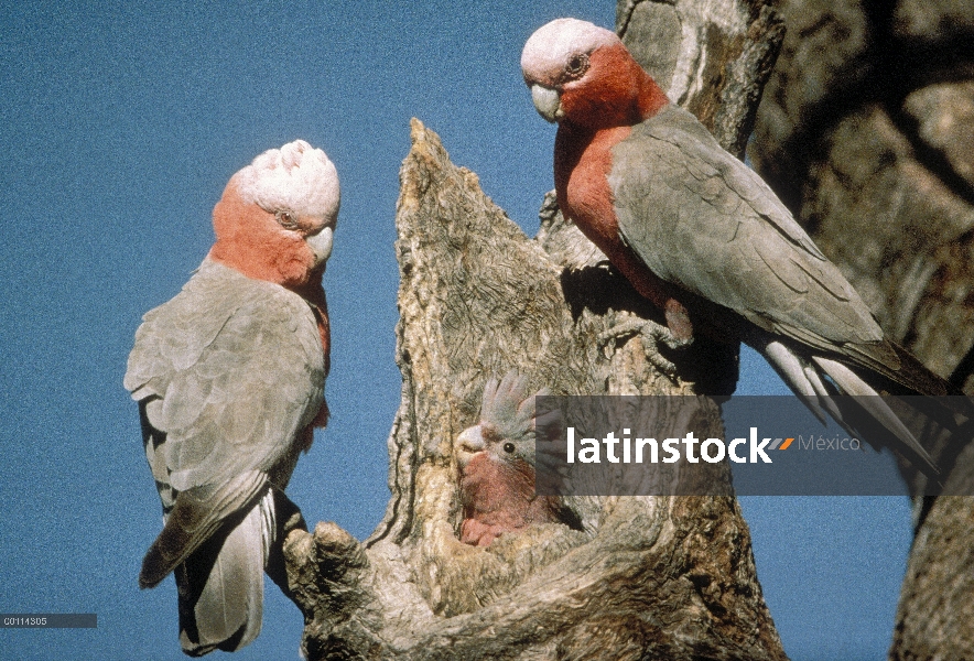 Par de Galah (Eolophus roseicapilla) en el árbol anida cavidad con chick, Australia