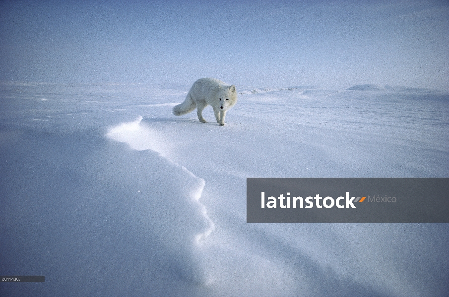 Zorro ártico (Alopex lagopus) en campo de nieve, isla de Ellesmere, Nunavut, Canadá