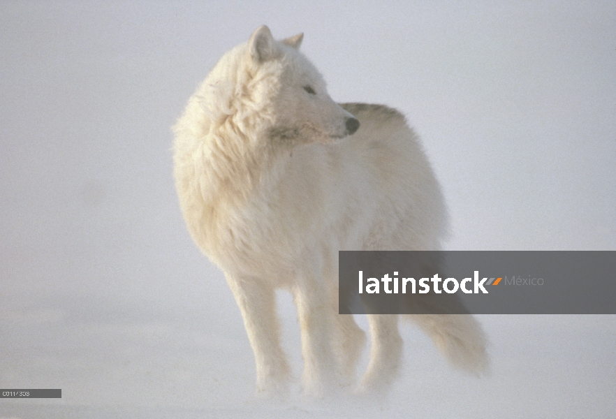 Lobo Ártico (Canis lupus) en blizzard, isla de Ellesmere, Nunavut, Canadá