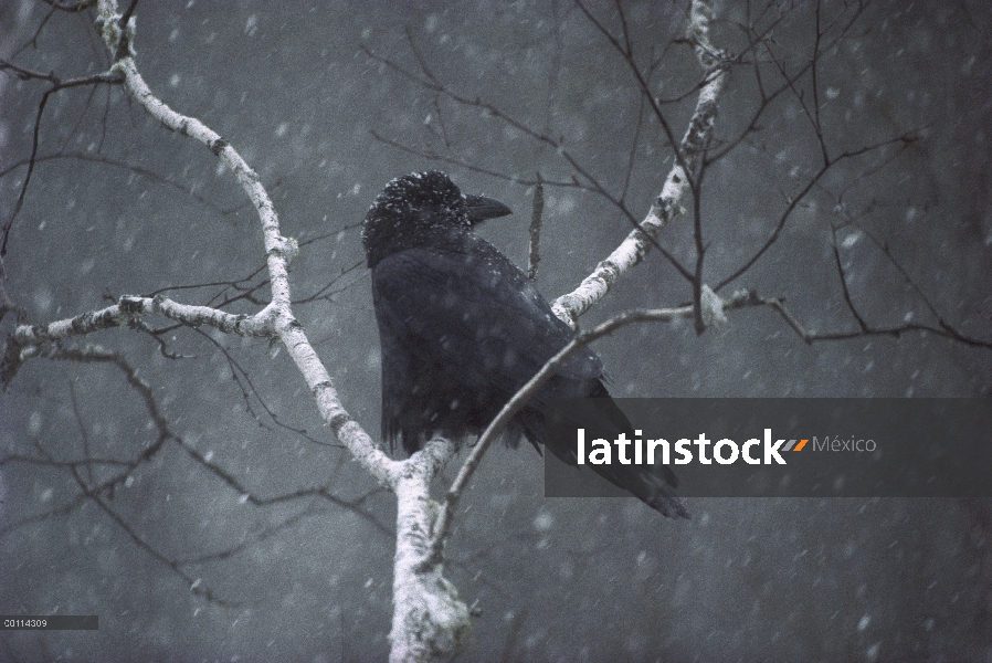 Cuervo común (Corvus corax) percha en tormenta de nieve, Minnesota