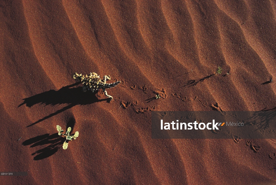 Diablo espinoso (Moloch horridus) caminar sobre arena, Australia