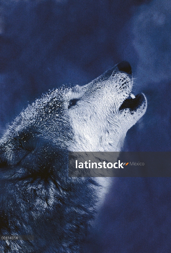 Lobo (lupus de Canis) grito, Minnesota