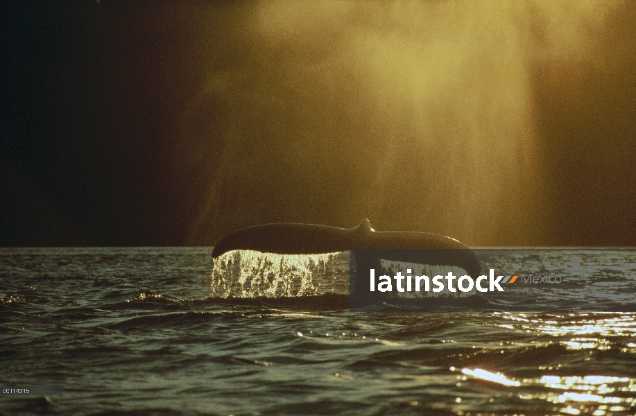 Cola de ballena jorobada (Megaptera novaeangliae) al atardecer, Alaska